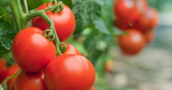 Home Gardening for Beginners. What to grow in a garden for beginners. Gardening for Beginners. Learn all about vegetable gardening for beginners. Home Gardening for Beginners. What to grow in a garden for beginners. Gardening for Beginners. Learn all about vegetable gardening for beginners.