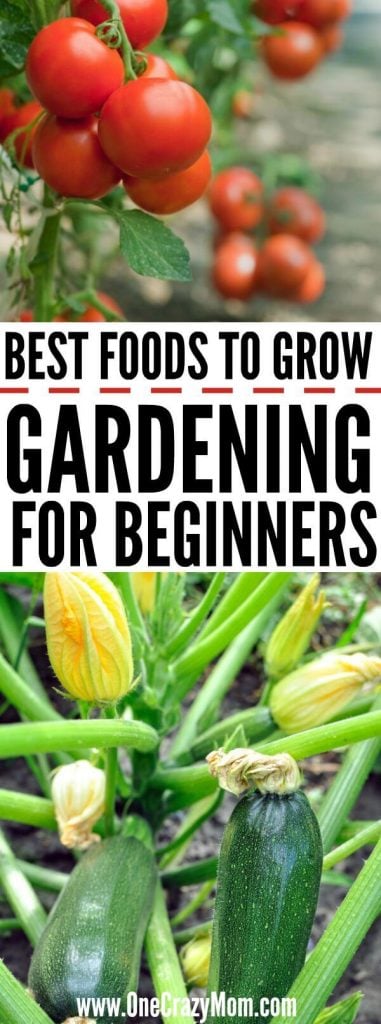 Home Gardening for Beginners. What to grow in a garden for beginners. Gardening for Beginners. Learn all about vegetable gardening for beginners. Home Gardening for Beginners. What to grow in a garden for beginners. Gardening for Beginners. Learn all about vegetable gardening for beginners.