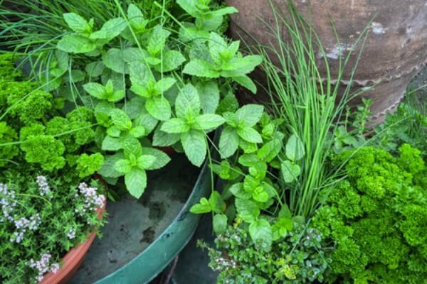 Home Gardening for Beginners. What to grow in a garden for beginners. Gardening for Beginners. Learn all about vegetable gardening for beginners. Home Gardening for Beginners. What to grow in a garden for beginners. Gardening for Beginners. Learn all about vegetable gardening for beginners.