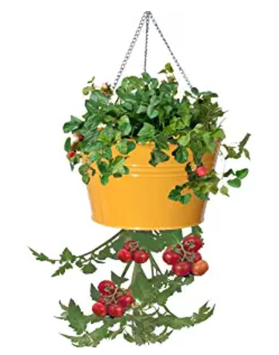 Home Gardening for Beginners. What to grow in a garden for beginners. Gardening for Beginners. Learn all about vegetable gardening for beginners. Home Gardening for Beginners. What to grow in a garden for beginners. Gardening for Beginners. Learn all about vegetable gardening for beginners.