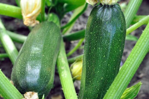 Home Gardening for Beginners. What to grow in a garden for beginners. Gardening for Beginners. Learn all about vegetable gardening for beginners. Home Gardening for Beginners. What to grow in a garden for beginners. Gardening for Beginners. Learn all about vegetable gardening for beginners.