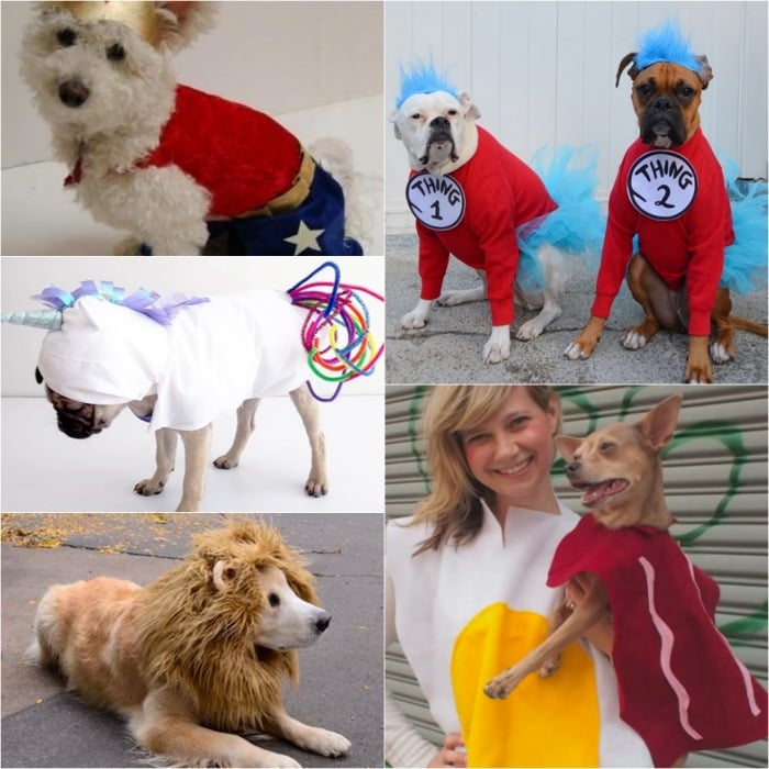 Check out these homemade dog costumes that are so cute! 15 DIY dog costumes that are quick and easy. Your dog will be the hit of the Halloween party! Check out these homemade dog costumes that are so cute! 15 DIY dog costumes that are quick and easy. Your dog will be the hit of the Halloween party!