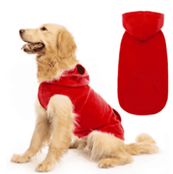 Dog with red sweatier.