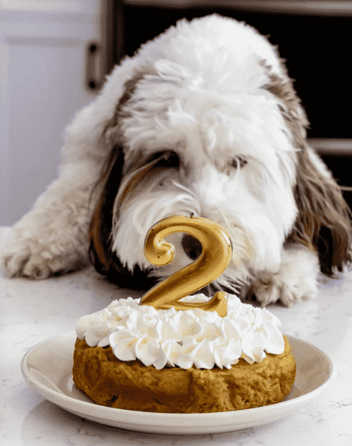 Dog sitting with a dog cake.