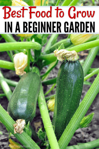 Home Gardening for Beginners. What to grow in a garden for beginners. Gardening for Beginners. Learn all about vegetable gardening for beginners. Home Gardening for Beginners. What to grow in a garden for beginners. Gardening for Beginners. Learn all about vegetable gardening for beginners.
