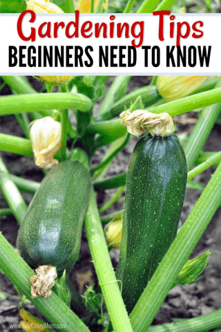 Home Gardening for Beginners. What to grow in a garden for beginners. Gardening for Beginners. Learn all about vegetable gardening for beginners. Home Gardening for Beginners. What to grow in a garden for beginners. Gardening for Beginners. Learn all about vegetable gardening for beginners.