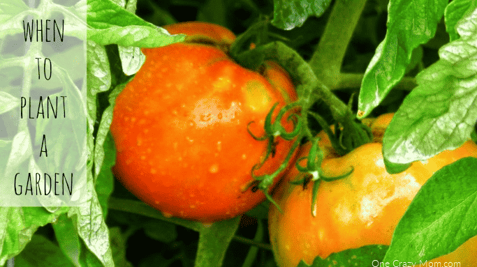 Tomatoes on the vine.