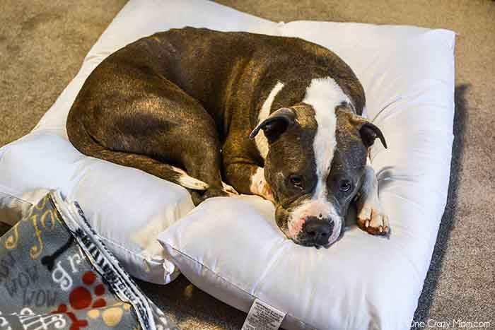 Dog laying on pillows.