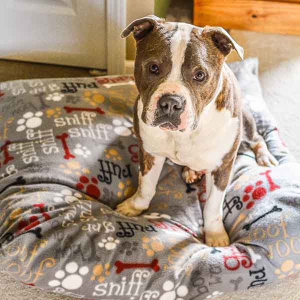 Dog sitting on dog bed.