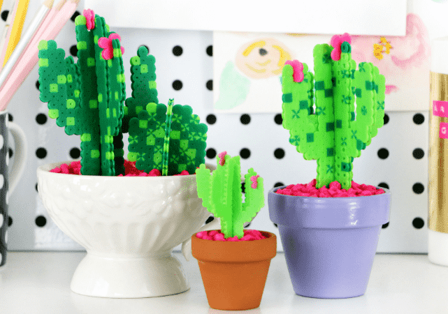 Cacti and Succulents in pots.