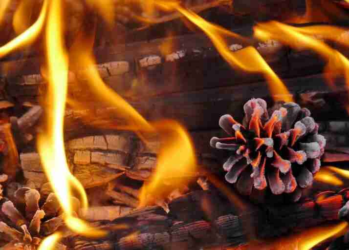 Pinecones in fire.