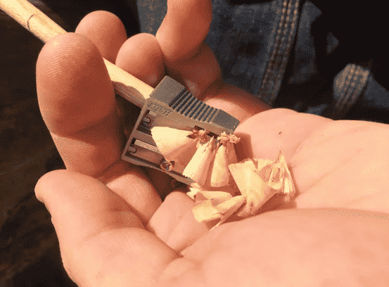 Pencil sharpener and shreds in hand.