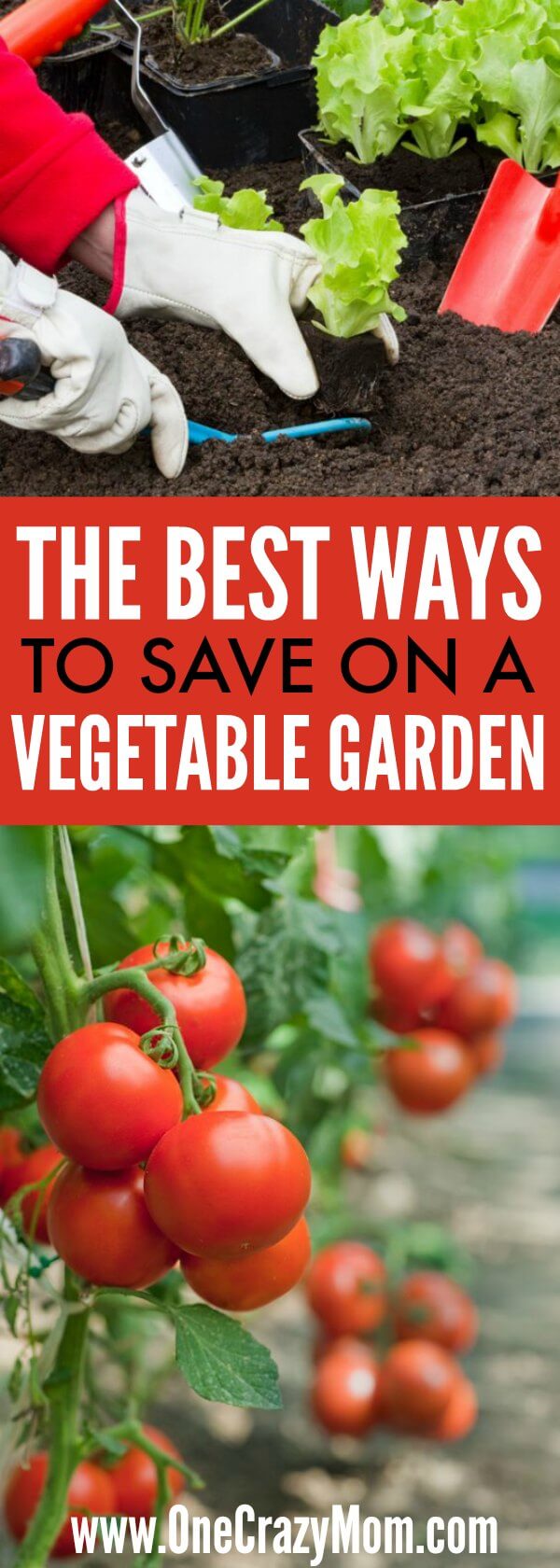 Gardening doesn't have to be expensive once you know how to save money in the garden. Find out the best ways to save money in the vegetable garden. 5 Vegetable Garden Money Saving tips. Learn the best ways to save money in the vegetable garden! Planting in the garden.