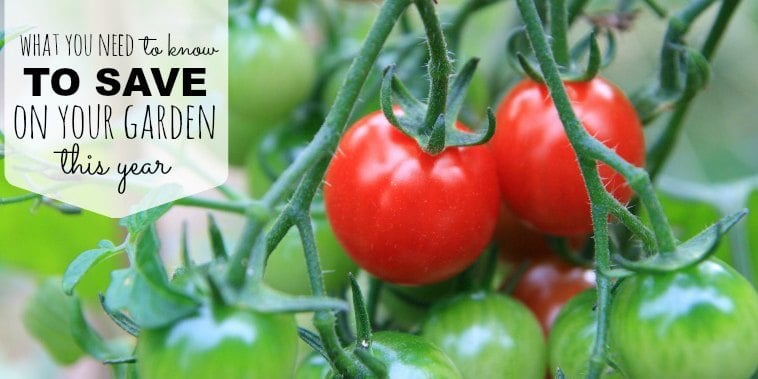 Gardening doesn't have to be expensive once you know how to save money in the garden. Find out the best ways to save money in the vegetable garden. 5 Vegetable Garden Money Saving tips. Learn the best ways to save money in the vegetable garden! Tomatoes on the vine.