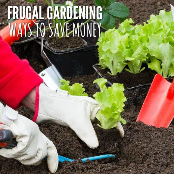 Gardening doesn't have to be expensive once you know how to save money in the garden. Find out the best ways to save money in the vegetable garden. 5 Vegetable Garden Money Saving tips. Learn the best ways to save money in the vegetable garden! Planting in the garden.