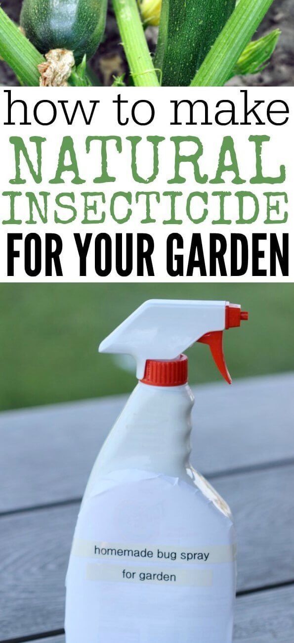 Learn how to make all Natural Pesticide for your Garden. Homemade Insecticide is easy to make and much better than store bought chemicals. Anyone can make this homemade insecticide for plants. Try this all natural insecticide. You will love this homemade insecticide for garden vegetables. Learn how to make all Natural Pesticide for your Garden. Homemade Insecticide is easy to make and much better than store bought chemicals. Anyone can make this homemade insecticide for plants. Try this all natural insecticide. You will love this homemade insecticide for garden vegetables.