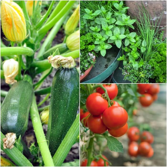 Home Gardening for Beginners. What to grow in a garden for beginners. Gardening for Beginners. Learn all about vegetable gardening for beginners. Home Gardening for Beginners. What to grow in a garden for beginners. Gardening for Beginners. Learn all about vegetable gardening for beginners.