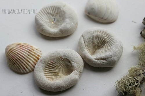 Summer is here and we have 25 adorable seashell crafts for kids. This is such a fun activity to keep the kids busy. Plus, seashells are inexpensive or free. Shell fossils beside seashells.