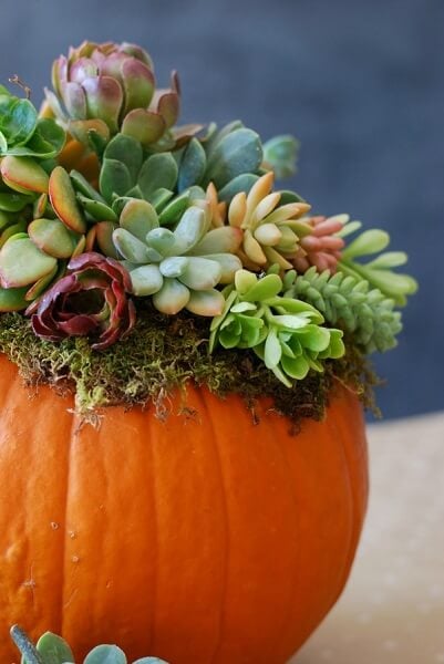 Find the best DIY Fall Centerpiece Ideas for your home. Easy Fall centerpiece ideas to make your home festive and ready for Fall without breaking the bank. Find the best DIY Fall Centerpiece Ideas for your home. Easy Fall centerpiece ideas to make your home festive and ready for Fall without breaking the bank.