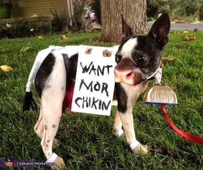 Check out these homemade dog costumes that are so cute! 15 DIY dog costumes that are quick and easy. Your dog will be the hit of the Halloween party! Check out these homemade dog costumes that are so cute! 15 DIY dog costumes that are quick and easy. Your dog will be the hit of the Halloween party!
