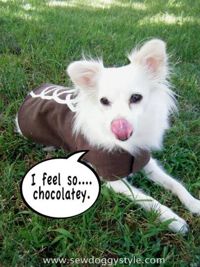 Check out these homemade dog costumes that are so cute! 15 DIY dog costumes that are quick and easy. Your dog will be the hit of the Halloween party! Check out these homemade dog costumes that are so cute! 15 DIY dog costumes that are quick and easy. Your dog will be the hit of the Halloween party!