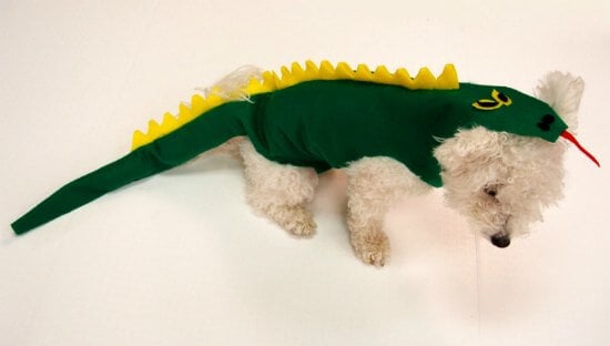 Check out these homemade dog costumes that are so cute! 15 DIY dog costumes that are quick and easy. Your dog will be the hit of the Halloween party! Check out these homemade dog costumes that are so cute! 15 DIY dog costumes that are quick and easy. Your dog will be the hit of the Halloween party!