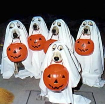 Check out these homemade dog costumes that are so cute! 15 DIY dog costumes that are quick and easy. Your dog will be the hit of the Halloween party! Check out these homemade dog costumes that are so cute! 15 DIY dog costumes that are quick and easy. Your dog will be the hit of the Halloween party!