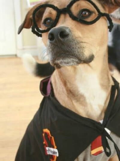 Check out these homemade dog costumes that are so cute! 15 DIY dog costumes that are quick and easy. Your dog will be the hit of the Halloween party! Check out these homemade dog costumes that are so cute! 15 DIY dog costumes that are quick and easy. Your dog will be the hit of the Halloween party!