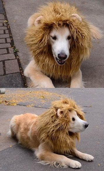 Check out these homemade dog costumes that are so cute! 15 DIY dog costumes that are quick and easy. Your dog will be the hit of the Halloween party! Check out these homemade dog costumes that are so cute! 15 DIY dog costumes that are quick and easy. Your dog will be the hit of the Halloween party!