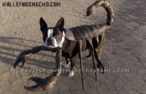 Check out these homemade dog costumes that are so cute! 15 DIY dog costumes that are quick and easy. Your dog will be the hit of the Halloween party! Check out these homemade dog costumes that are so cute! 15 DIY dog costumes that are quick and easy. Your dog will be the hit of the Halloween party!