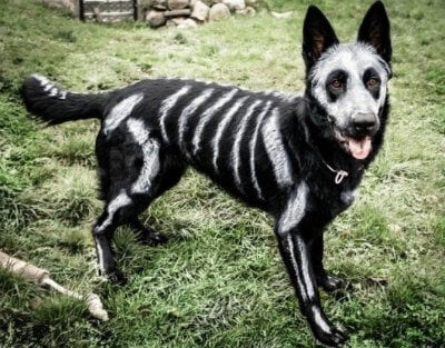 Check out these homemade dog costumes that are so cute! 15 DIY dog costumes that are quick and easy. Your dog will be the hit of the Halloween party! Check out these homemade dog costumes that are so cute! 15 DIY dog costumes that are quick and easy. Your dog will be the hit of the Halloween party!