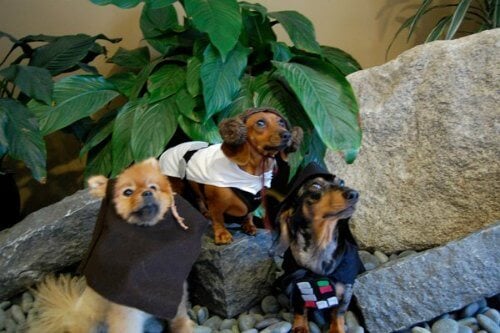 Check out these homemade dog costumes that are so cute! 15 DIY dog costumes that are quick and easy. Your dog will be the hit of the Halloween party! Check out these homemade dog costumes that are so cute! 15 DIY dog costumes that are quick and easy. Your dog will be the hit of the Halloween party!