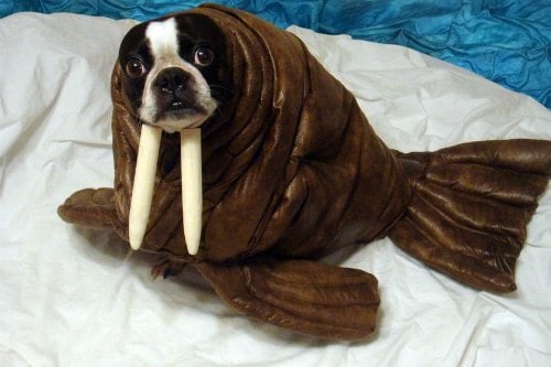 Check out these homemade dog costumes that are so cute! 15 DIY dog costumes that are quick and easy. Your dog will be the hit of the Halloween party! Check out these homemade dog costumes that are so cute! 15 DIY dog costumes that are quick and easy. Your dog will be the hit of the Halloween party!