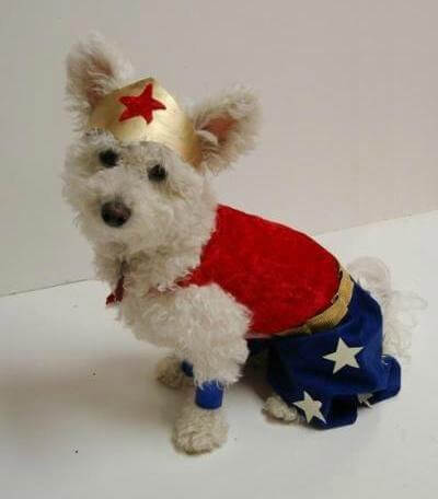 Check out these homemade dog costumes that are so cute! 15 DIY dog costumes that are quick and easy. Your dog will be the hit of the Halloween party! Check out these homemade dog costumes that are so cute! 15 DIY dog costumes that are quick and easy. Your dog will be the hit of the Halloween party!
