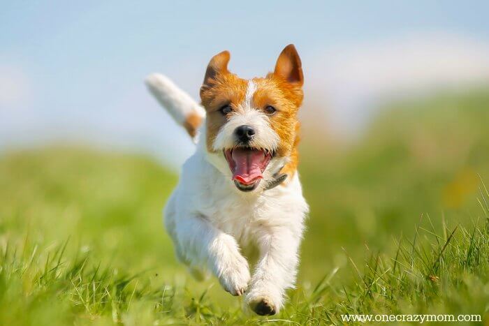 Find the best dog gifts here for your precious pup! We have 20 Dog Gift Ideas! From toys and treats to beds and blankets, there is something for all dogs! Dog running in field.