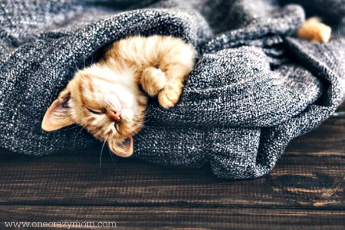 We have all of the best gifts for cat lovers. 20 unique gift ideas for cat lovers they will love! Find the best presents for cat lovers here! We have all of the best gifts for cat lovers. 20 unique gift ideas for cat lovers they will love! Find the best presents for cat lovers here!