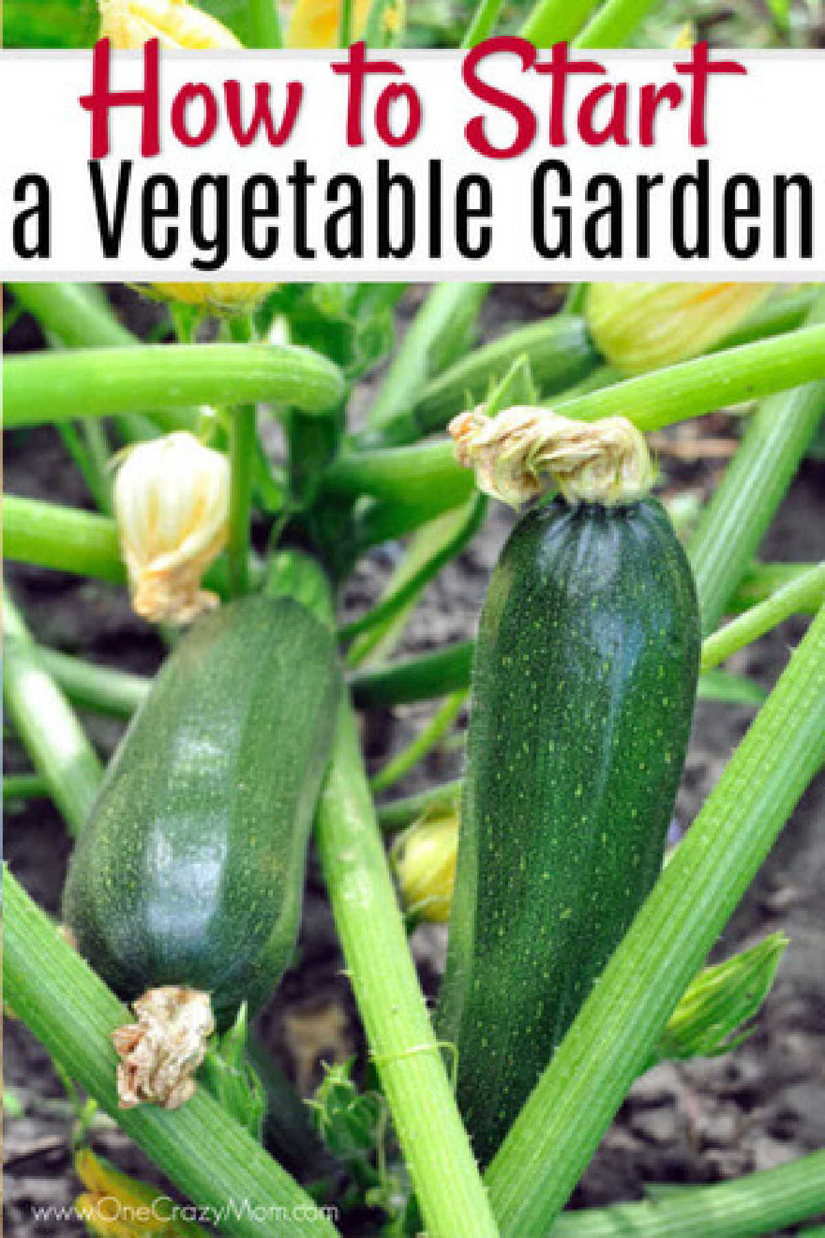Learn how to start a garden with these easy tips. Find out the 5 things you need to know to have a successful garden. How to start a vegetable garden.
