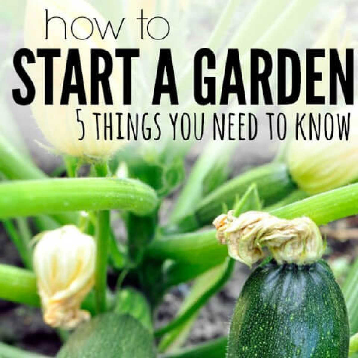Learn how to start a garden with these easy tips. Find out the 5 things you need to know to have a successful garden. How to start a vegetable garden.