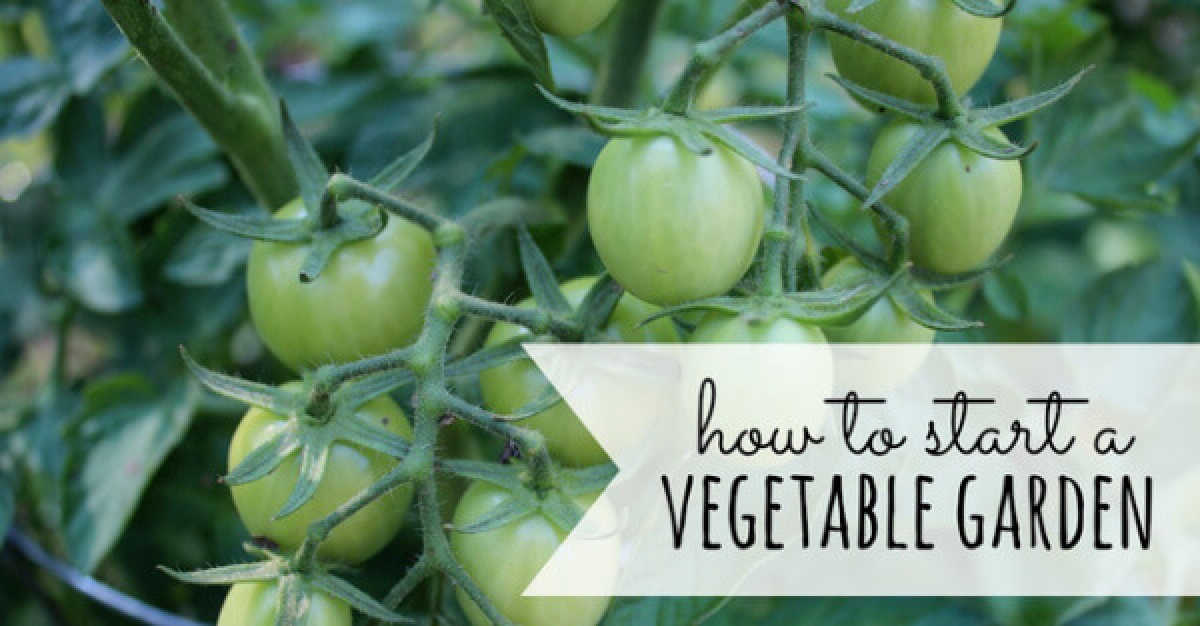 Learn how to start a garden with these easy tips. Find out the 5 things you need to know to have a successful garden. How to start a vegetable garden.