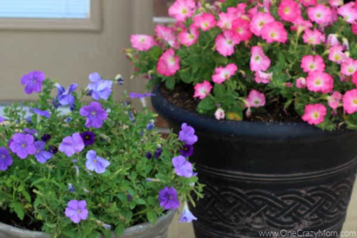 Learn how to save on flowers with just a few easy tips. Your yard will look gorgeous this Spring and Summer.Try these simple and frugal flower pot ideas.