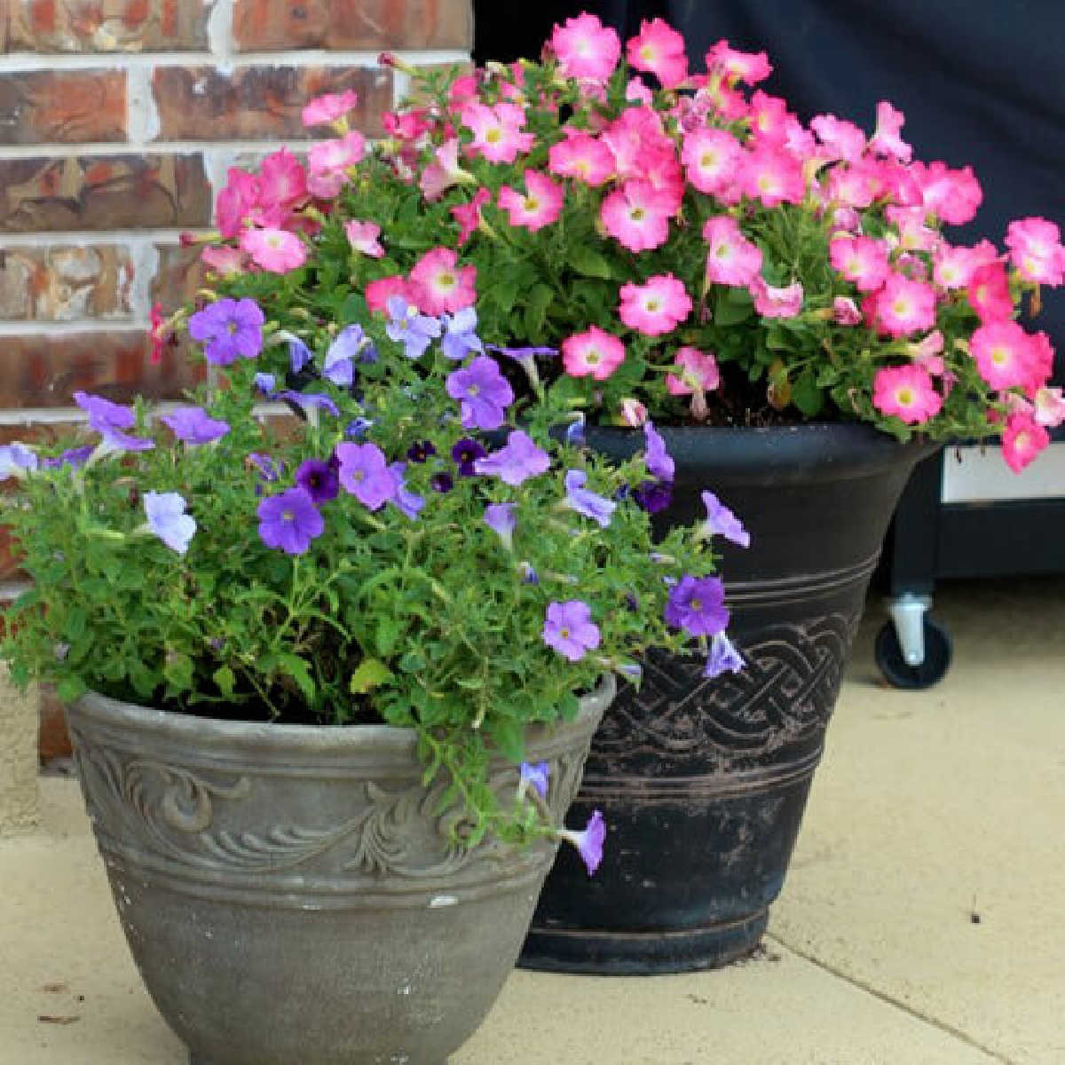 Learn how to save on flowers with just a few easy tips. Your yard will look gorgeous this Spring and Summer.Try these simple and frugal flower pot ideas.