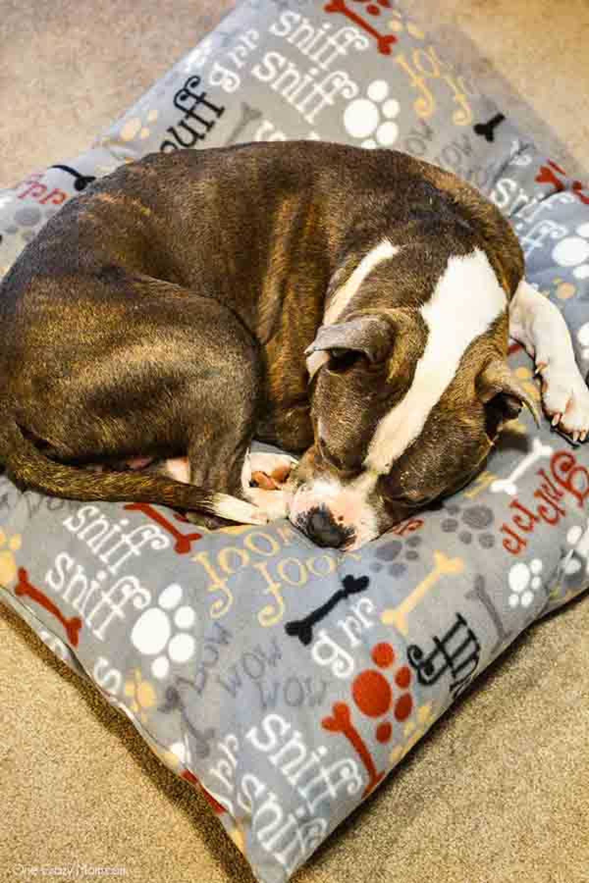 This DIY Dog Bed is super easy to make with step by step instructions using pillows and fleece. It is so easy to remove and clean. Dog bed with dog sleeping on it.