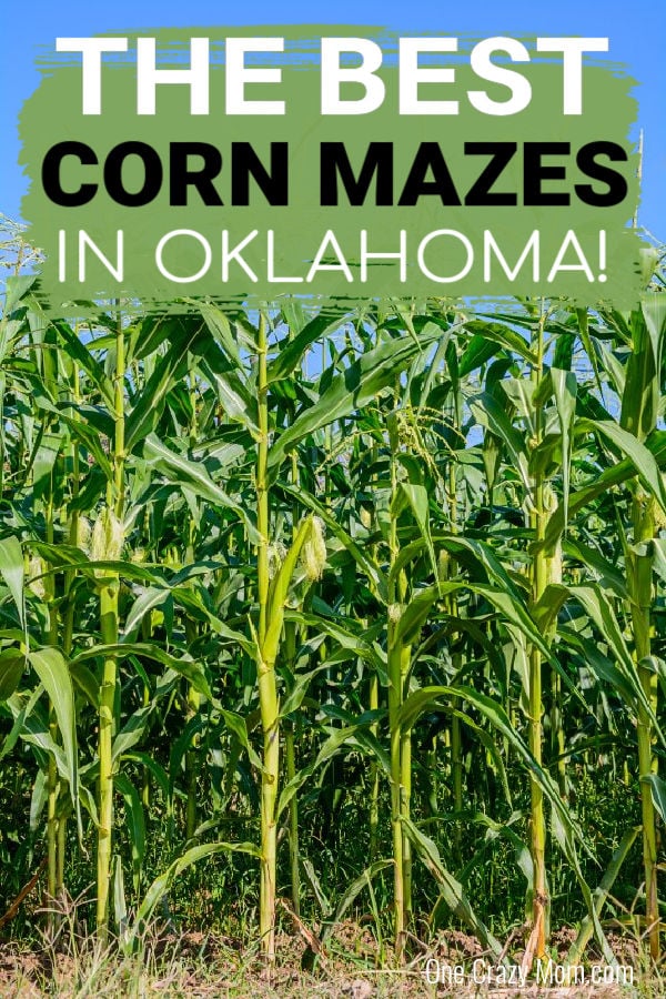 Check out the top 10 corn mazes in Oklahoma. Here are the best corn mazes in Oklahoma that your family will love this year. These options included haunted and family friendly corn mazes that are great for memories or for a family photoshoot. #onecrazymom #fallactivities #cornmazes