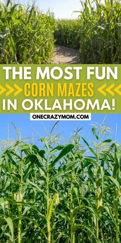 Check out the top 10 corn mazes in Oklahoma. Here are the best corn mazes in Oklahoma that your family needs to visit this year. These options included haunted and family friendly corn mazes that are great for memories or for a family photoshoot. #onecrazymom #fallactivities #cornmazes