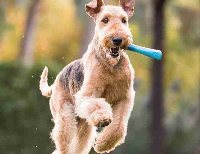 Dog running with kong toy.
