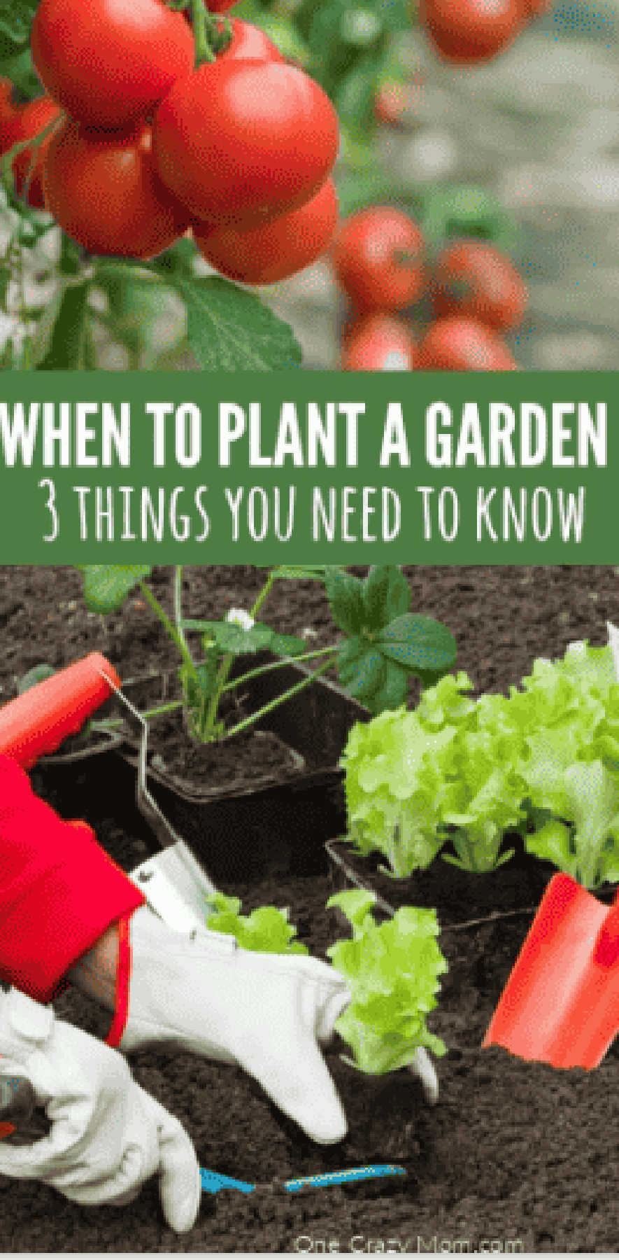 Digging in the ground with plants.